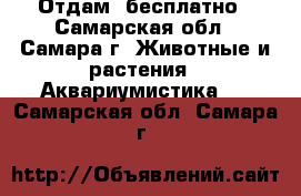 Отдам  бесплатно - Самарская обл., Самара г. Животные и растения » Аквариумистика   . Самарская обл.,Самара г.